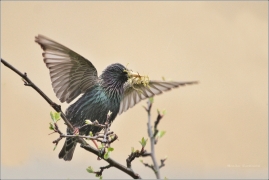 <p>ŠPAČEK OBECNÝ (Sturnus vulgaris) Varnsdorf</p>